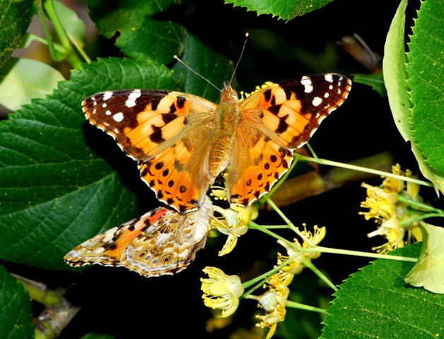 Vanessa cardui, migrazione?